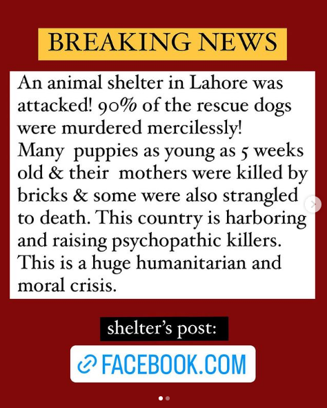 Animal shelter attacked in Lahore