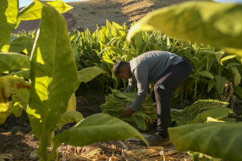 Record inflation squeezes Turkish tobacco workers
