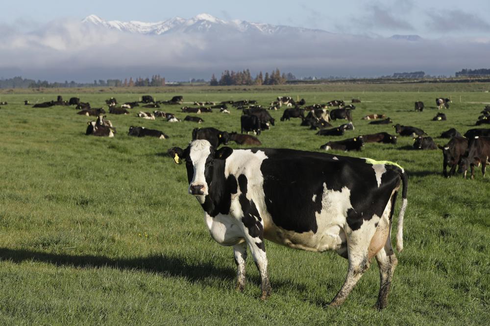 New Zealand proposes taxing cow burps, angering farmers