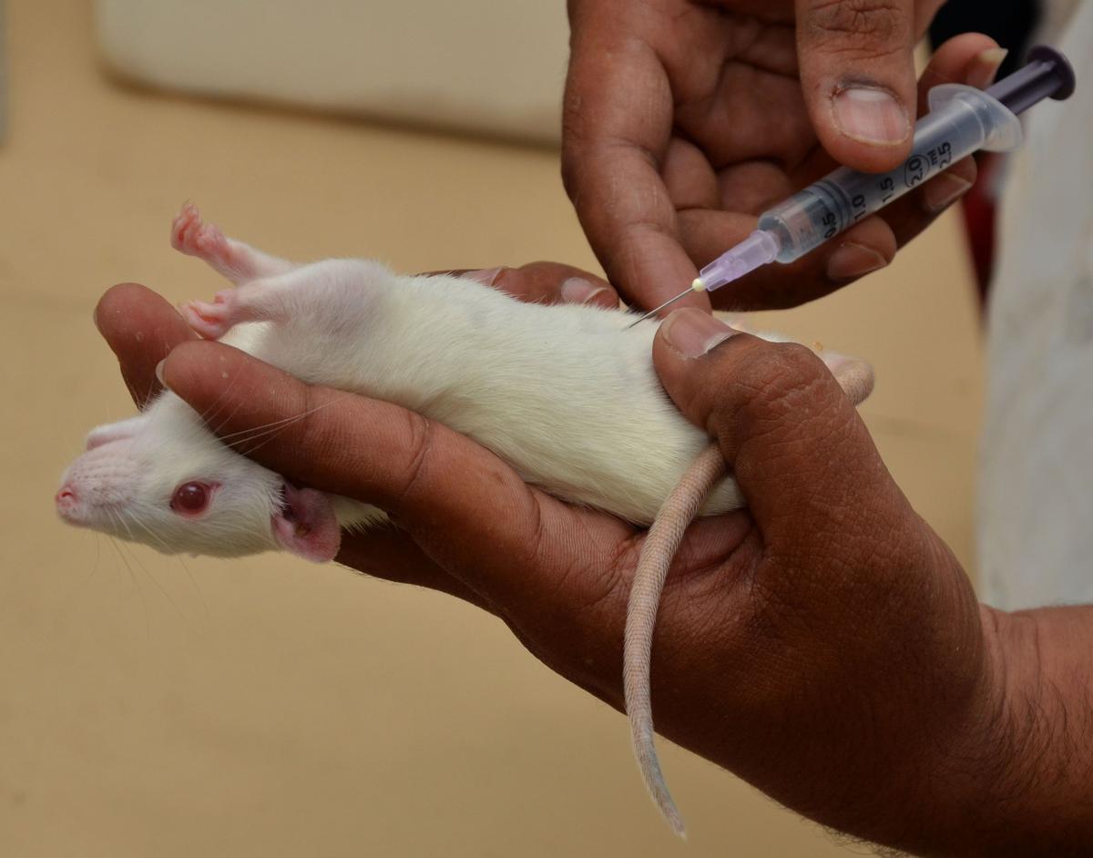 Human brain cells implanted in rats to study autism, schizophrenia