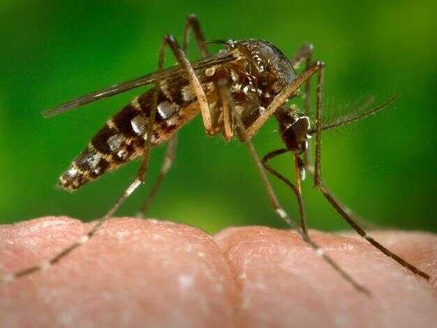 159 new dengue cases reported in Punjab