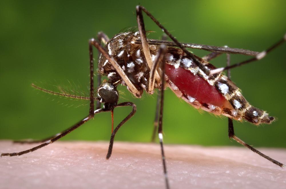 Are you a mosquito magnet? It could be your smell