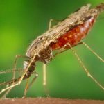 Cancer drugs could potentially be used to fight Malaria: Research
