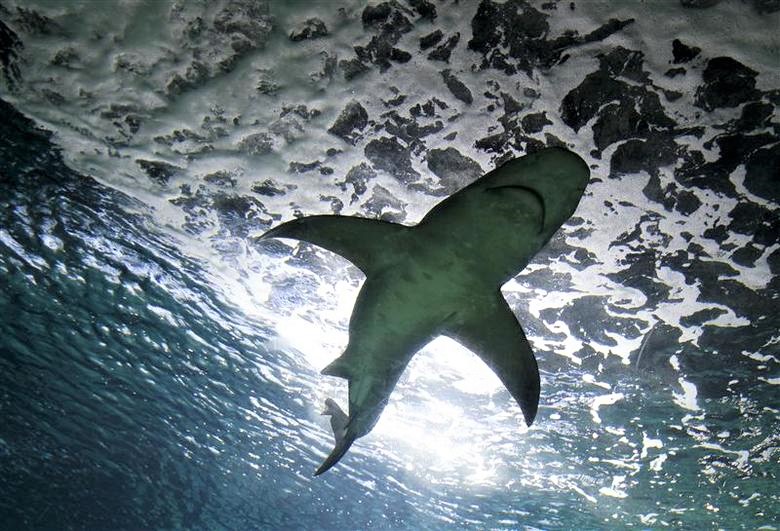 Global wildlife summit approves shark protections