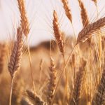 Wheat farmers in a fix on price, procurement mechanism