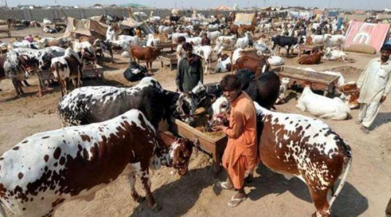 Eidul Adha 2023: Qurbani rates in Pakistan to go up as new tax imposed