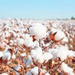 Sindh demands increase in cotton support price