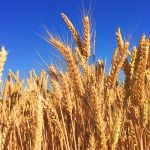Businessmen want judicial commission for impartial inquiry on wheat import