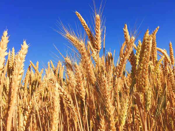 Over 6.154 mn tons wheat obtainable for native consumption