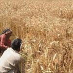 Farmers all set to stage forceful protest across Punjab on wheat issue