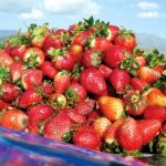 Strawberry: a fruit of tantalising taste affected by torrential rains; farmers demand compensation