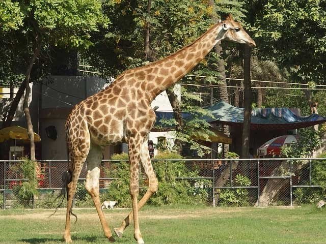 Ongoing animal deaths at Lahore zoo amid new births provide mixed emotions – Daily Times