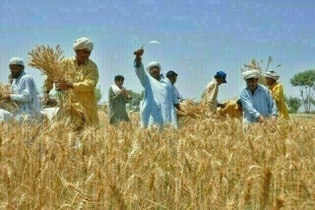 Wheat Seed Supply Boosts Provincial Sowing Drive