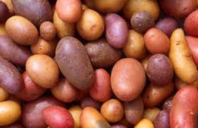 Punjab CM writes to PM for urgent steps to boost potato exports
