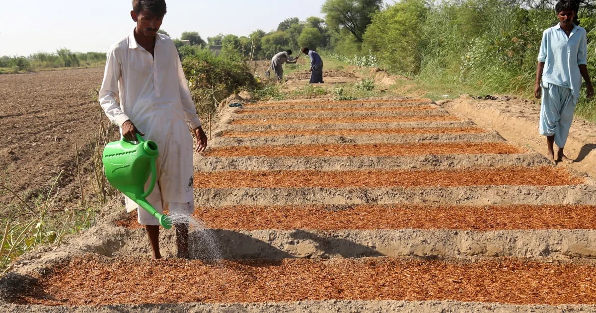 Agriculture grows 2.89% despite floods